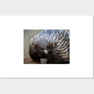 Echidna Posters and Art